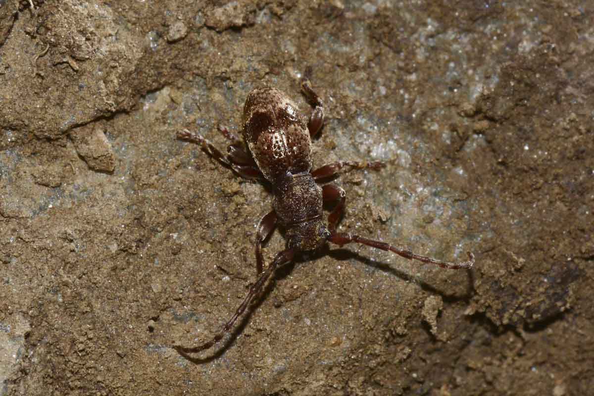 Parmena unifasciata e P. pubescens, Cerambycidae